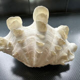 Shell decoration