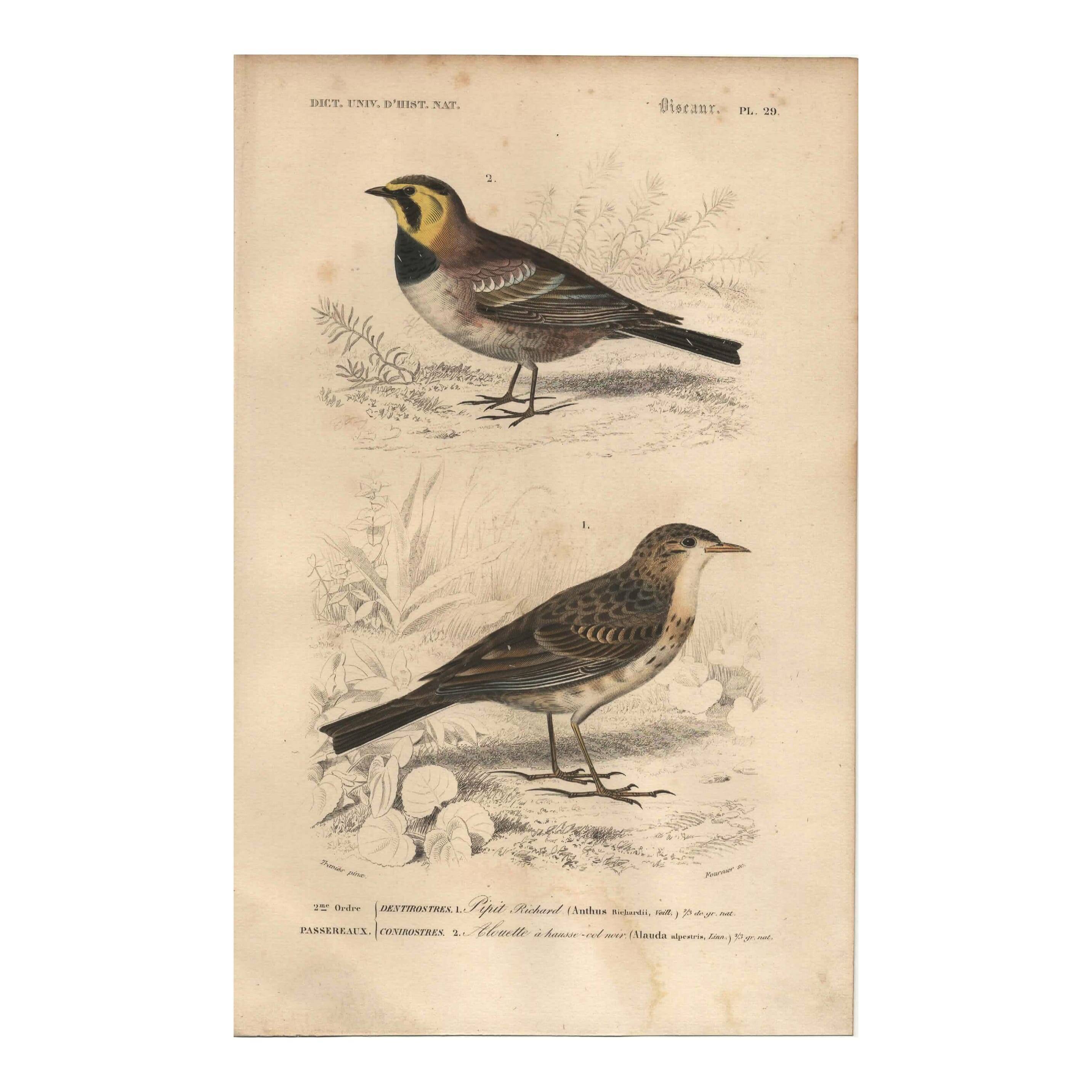 Old engraving from 1849 - Blackbird by E. Travies - bird plate