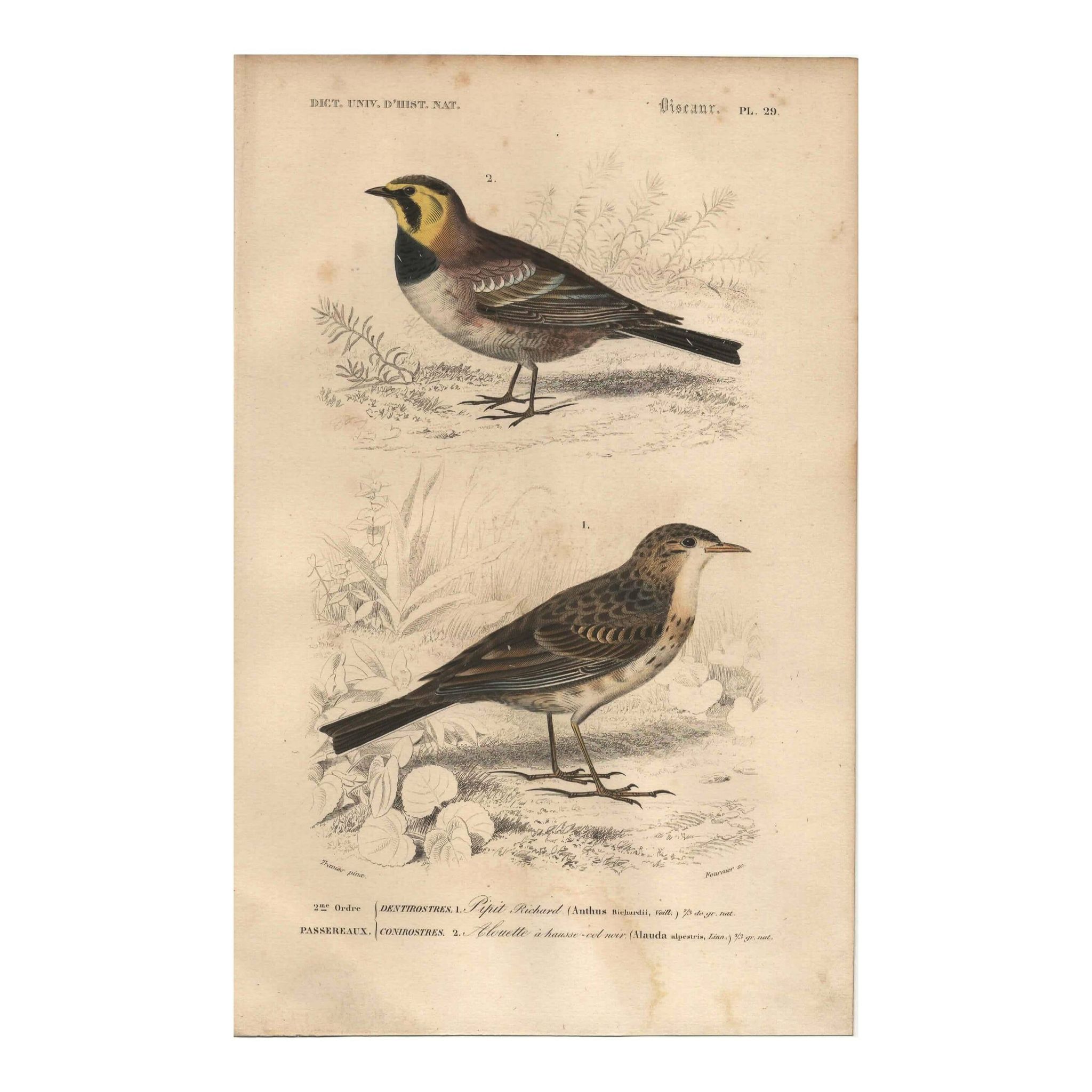Old engraving from 1849 - Blackbird by E. Travies - bird plate