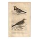Old engraving from 1849 - Blackbird by E. Travies - bird plate