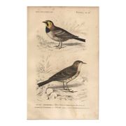 Old engraving from 1849 - Blackbird by E. Travies - bird plate