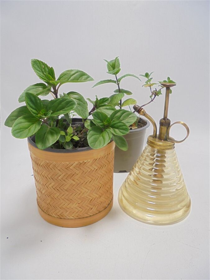 Plant vaporizer