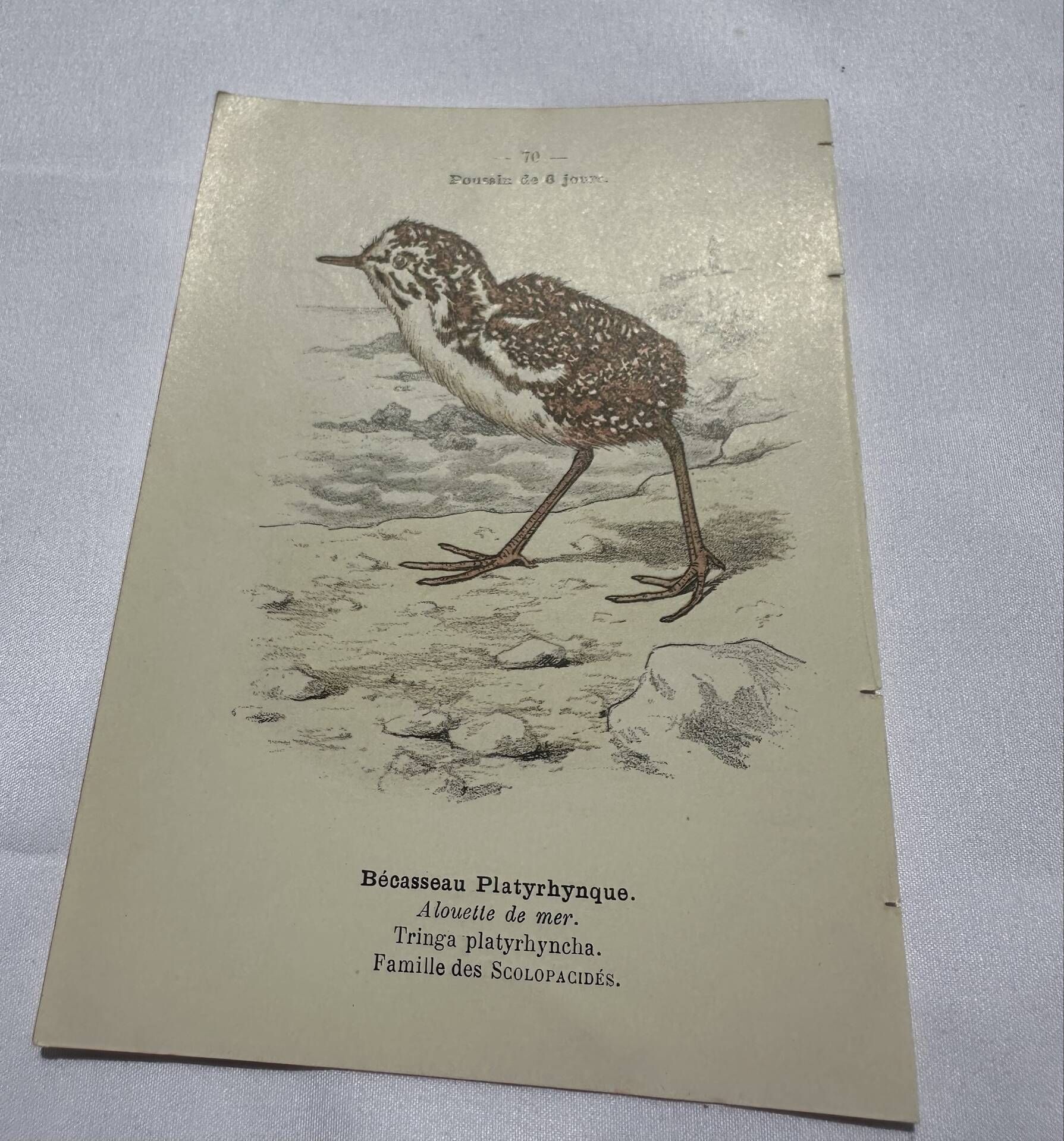 🐦 Botanical Plate Engraving of Birds Naturalist 19th Century Double-sided A