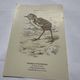 🐦 Botanical Plate Engraving of Birds Naturalist 19th Century Double-sided A