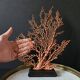 Large Red/Orange Gorgon Stained wooden base. H: 32 cm