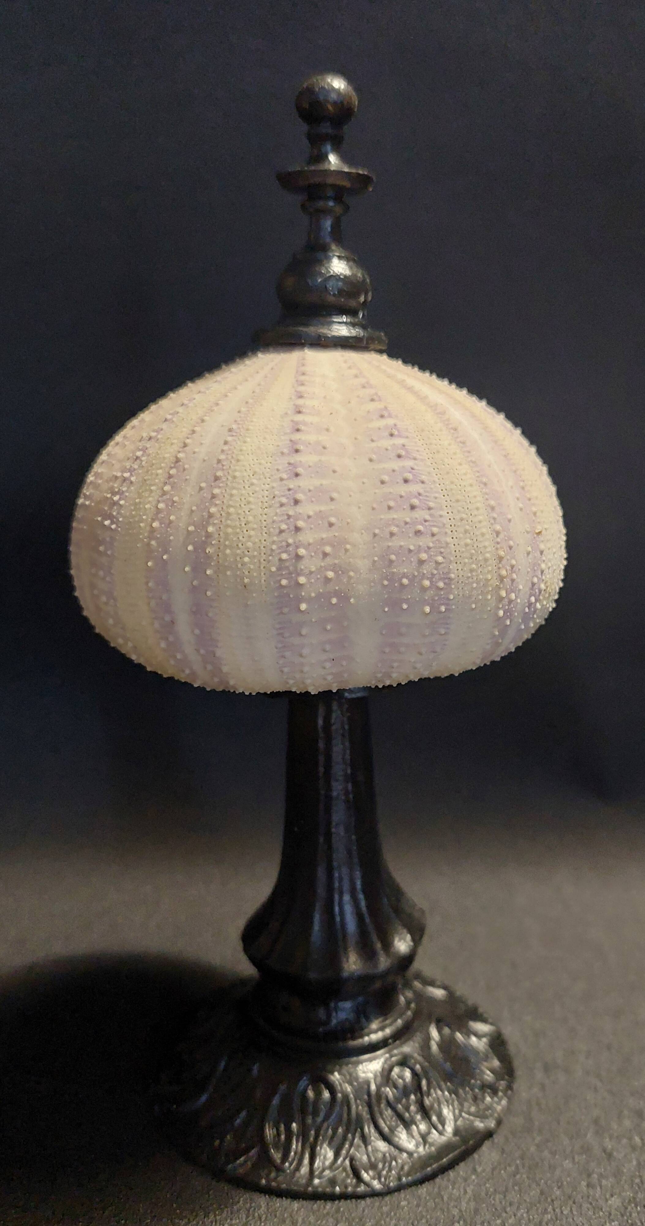 Cabinet of Curiosities sea urchin priest's bonnet tripneustes gratilla on a pedestal