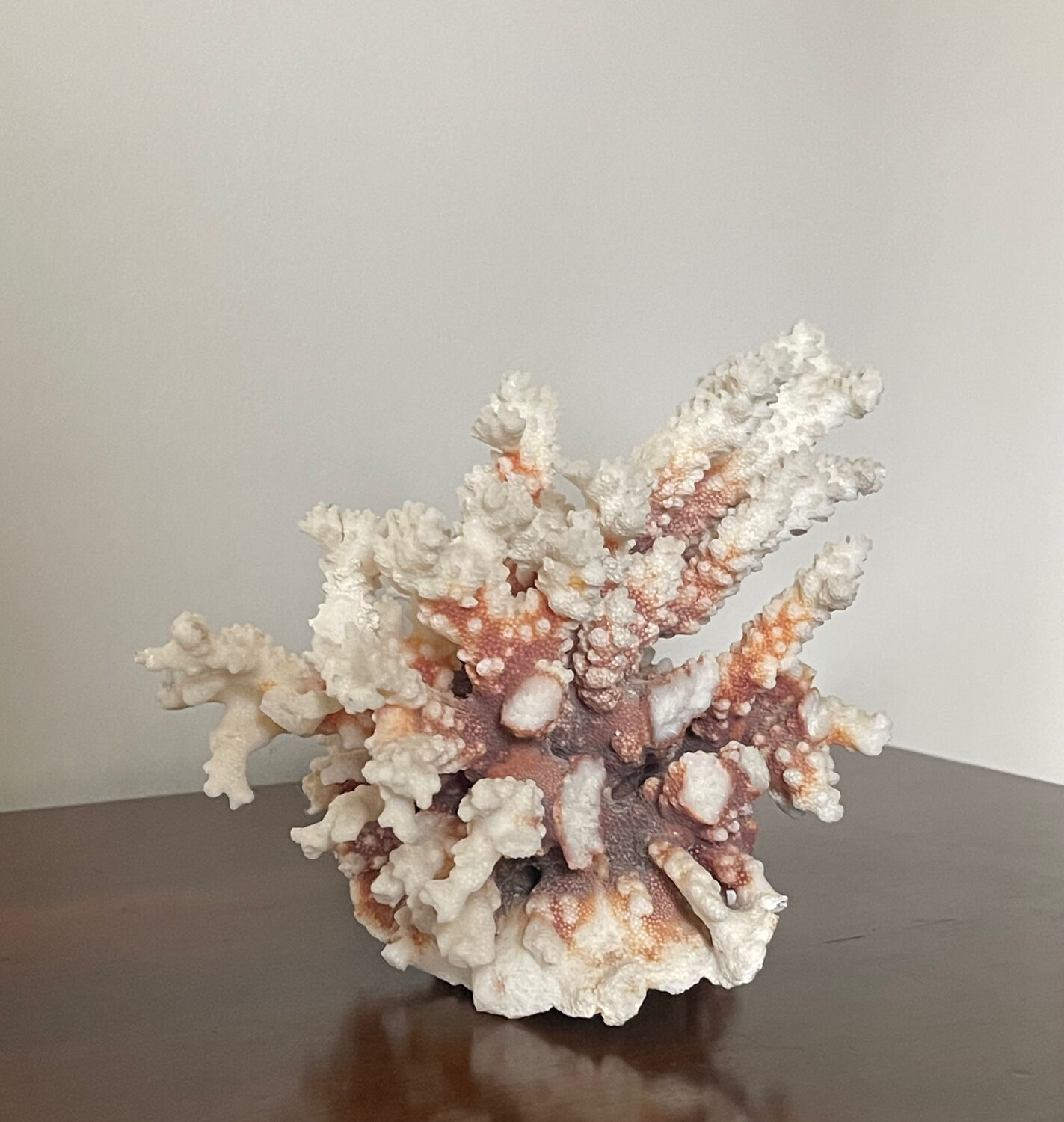 Natural branching coral.