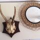Trophy deer