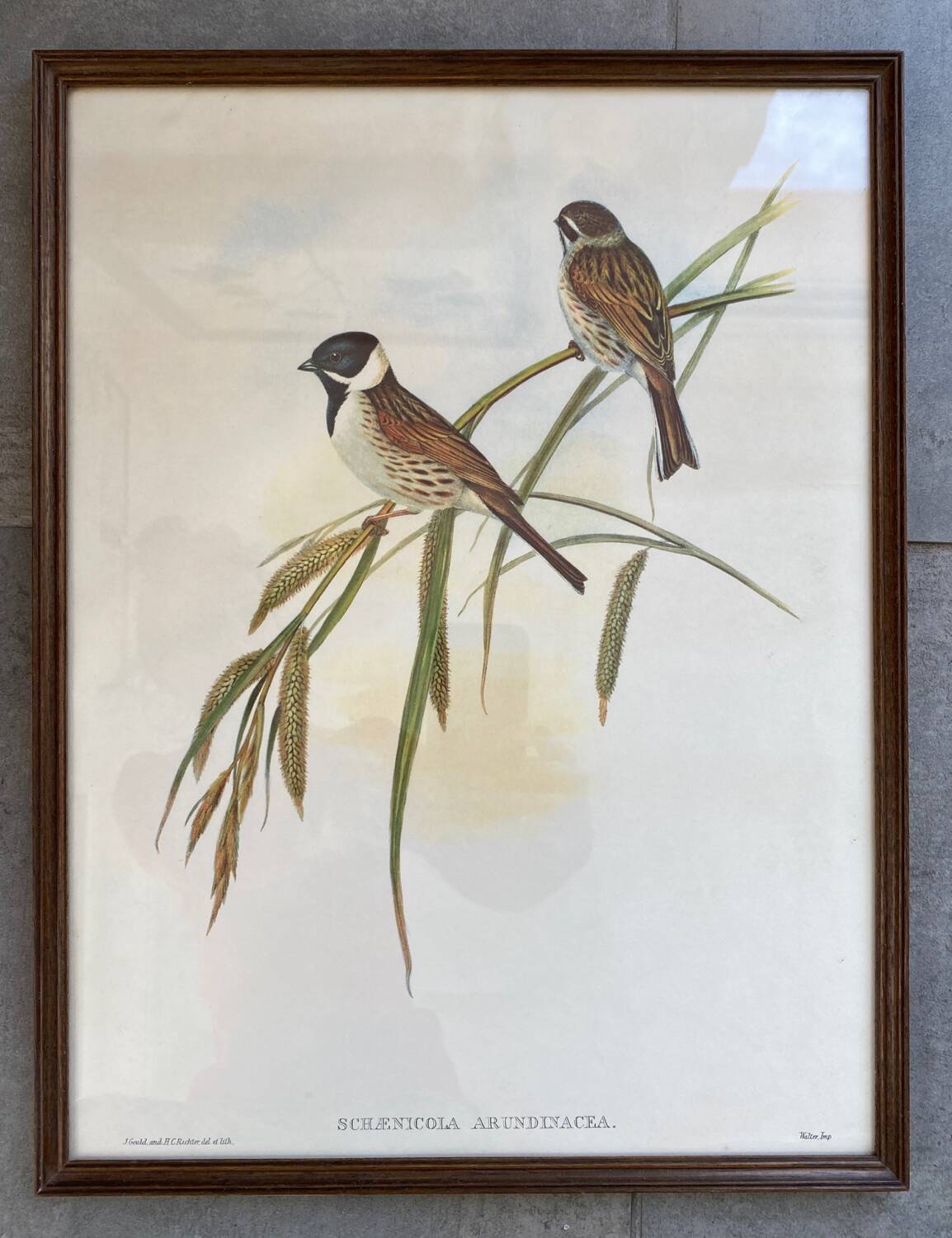 Large ornithological board