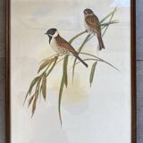 Large ornithological board