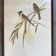 Large ornithological board