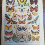 Lithograph on "European" butterflies from 1928