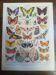 Lithograph on "European" butterflies from 1928
