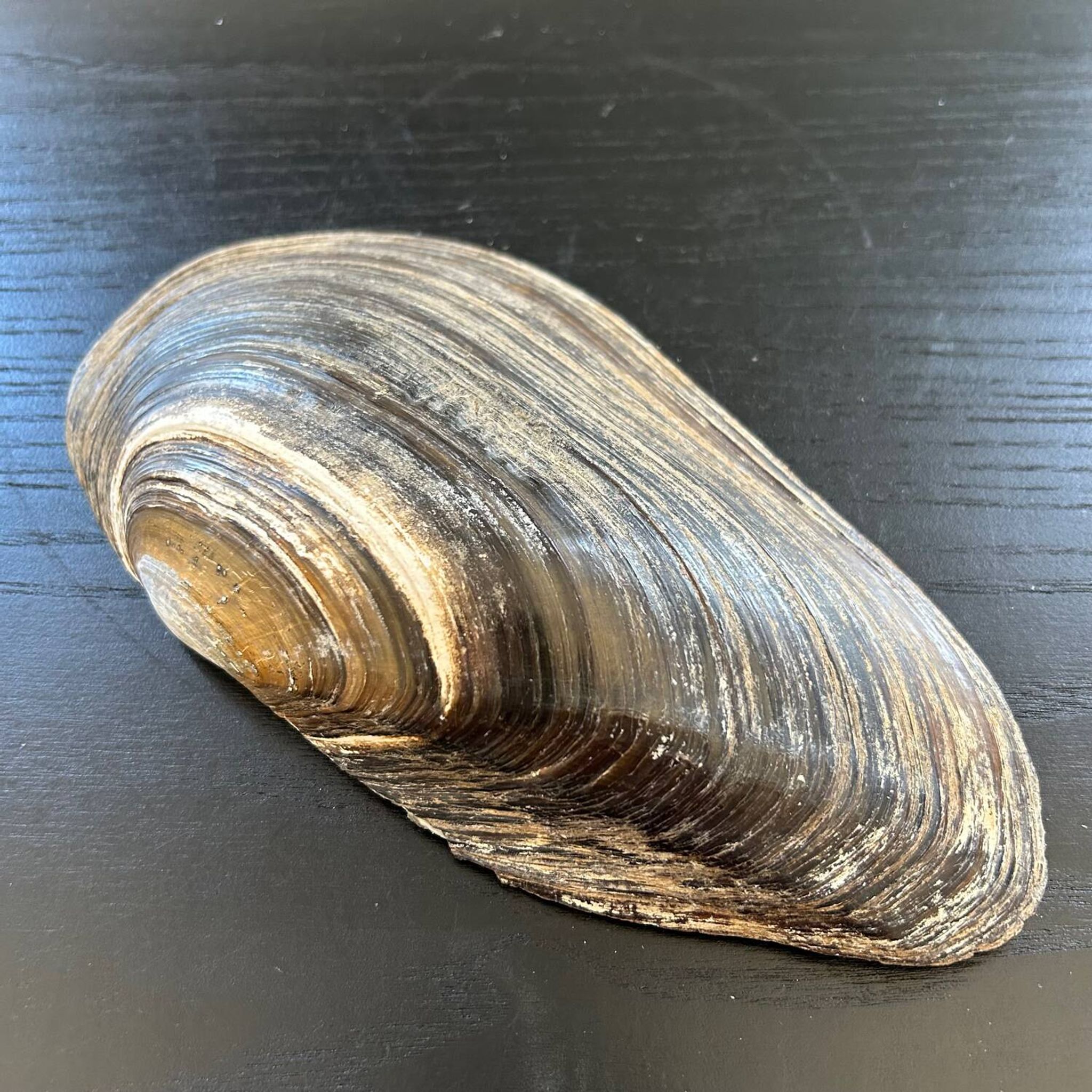 Vide poche coquillage en nacre