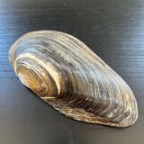 Vide poche coquillage en nacre