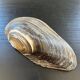 Vide poche coquillage en nacre