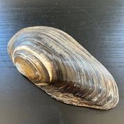 Vide poche coquillage en nacre