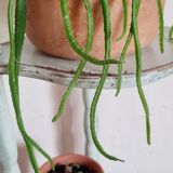 Old green patinated wooden shelf