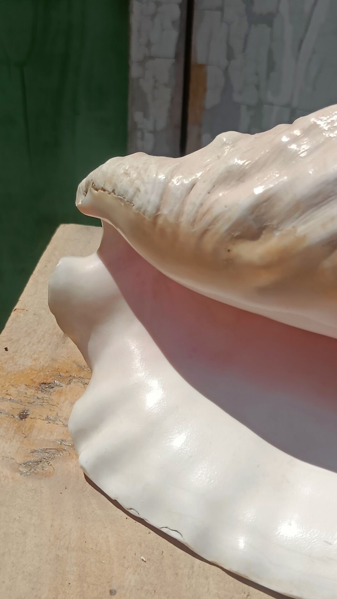 Coquillage conque  lambi