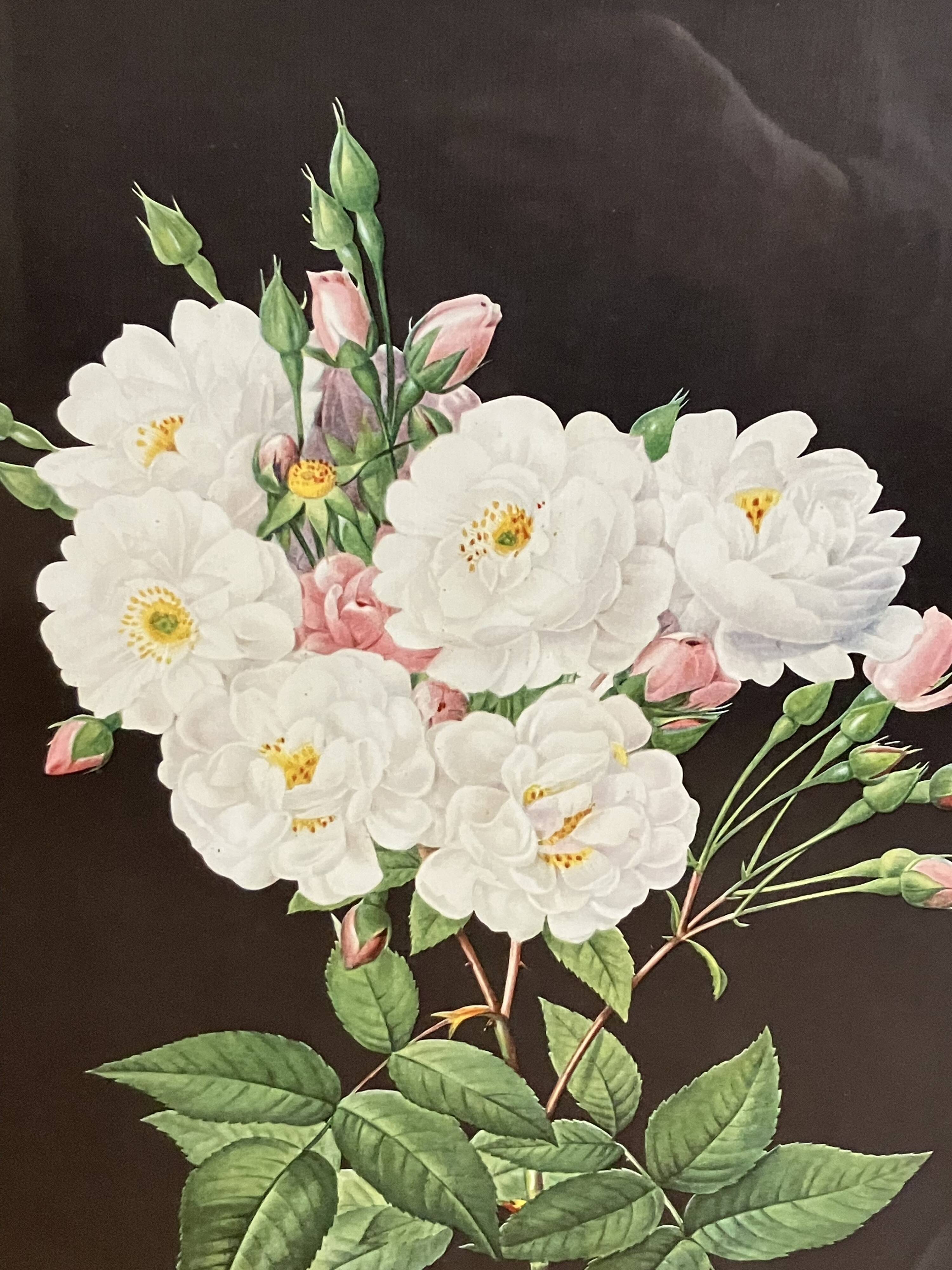 Lithograph - botanical plate "Rose of Philippe Noisette" by PJ Redouté
