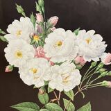 Lithograph - botanical plate "Rose of Philippe Noisette" by PJ Redouté