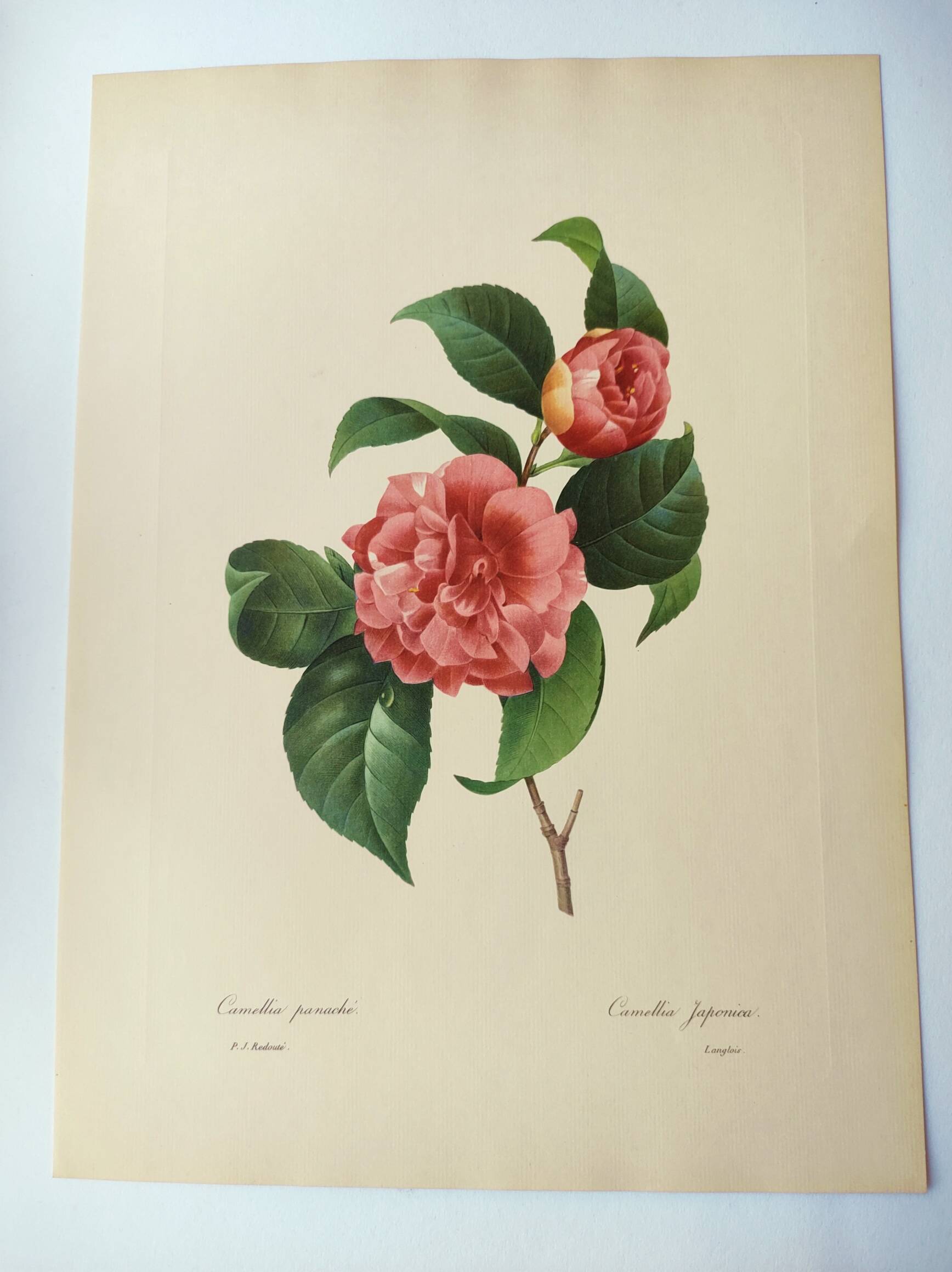 Antique botanical engraving -1955- Variegated Camellia or Japonica- by PJ. Redouté. Vintage Flower
