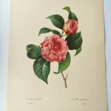 Antique botanical engraving -1955- Variegated Camellia or Japonica- by PJ. Redouté. Vintage Flower