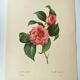 Gravure ancienne botanique -1955- Camellia panaché ou Japonica- par PJ. Redouté. Fleur Vintage