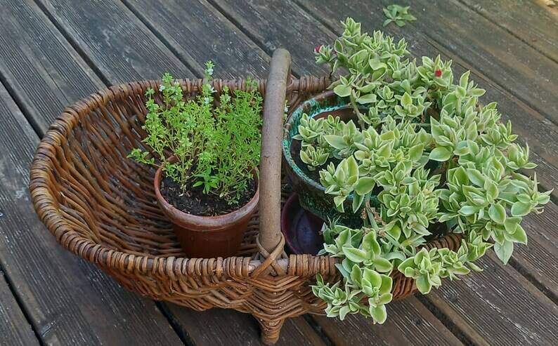 Old large Burgundy wicker basket