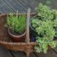 Old large Burgundy wicker basket