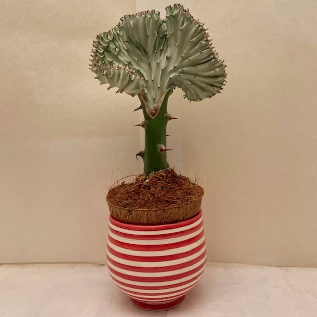 Spiral Pattern Plant Pot