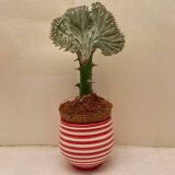 Pot Plante Motif Spiral