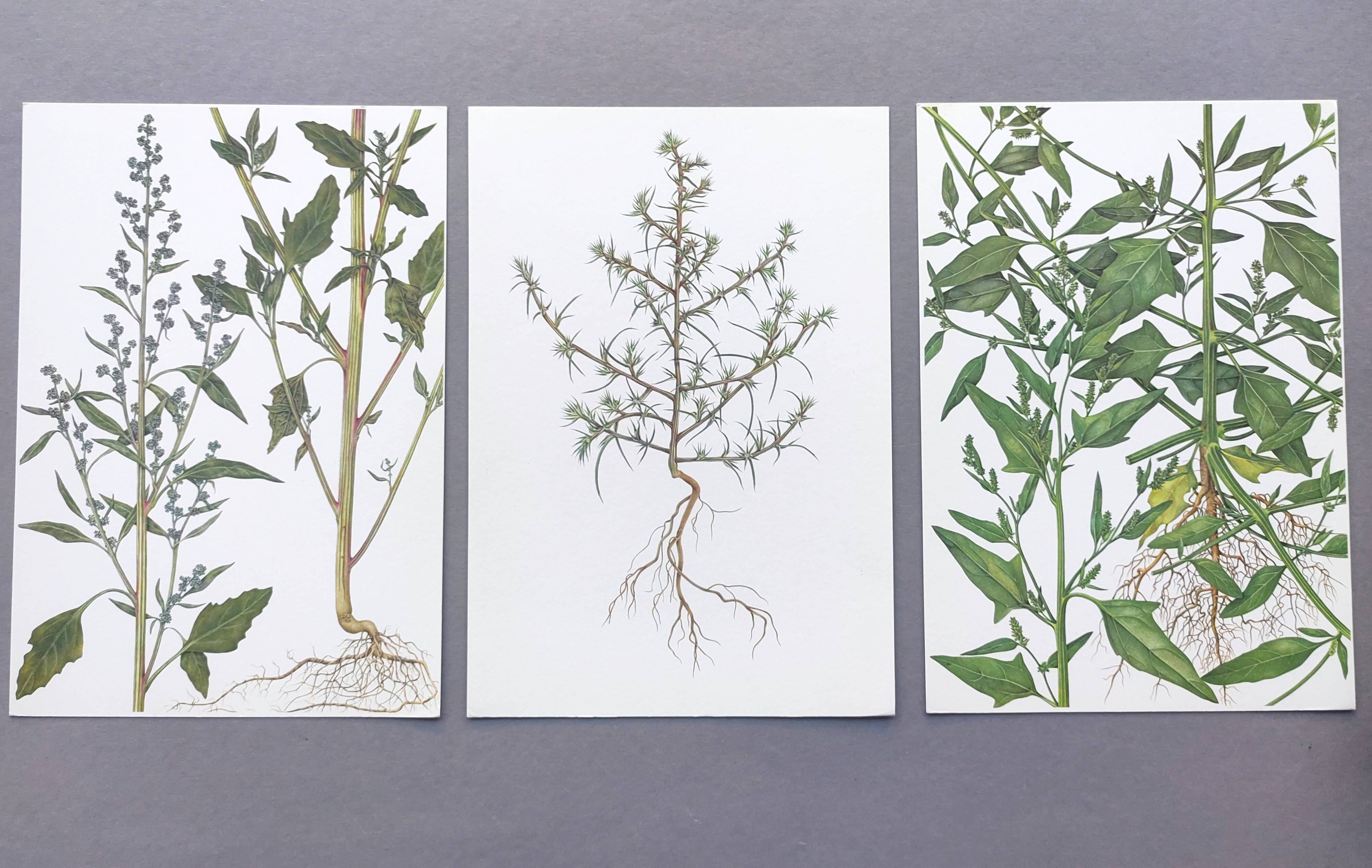 3 vintage botanical plates from 1978 - Spreading orach. Nature plant set