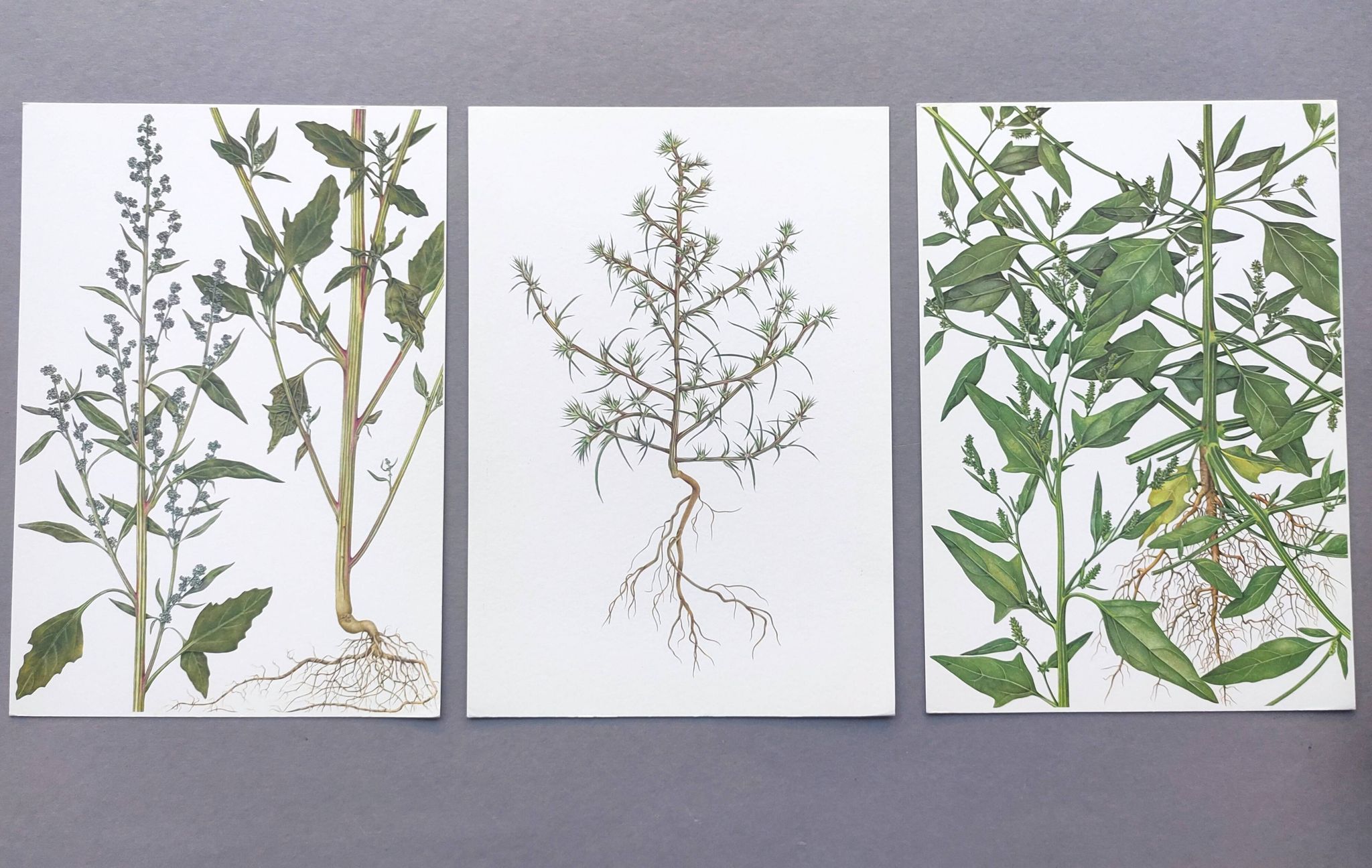 3 vintage botanical plates from 1978 - Spreading orach. Nature plant set