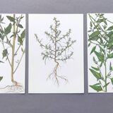 3 vintage botanical plates from 1978 - Spreading orach. Nature plant set