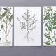 3 vintage botanical plates from 1978 - Spreading orach. Nature plant set