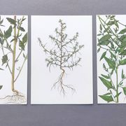 3 vintage botanical plates from 1978 - Spreading orach. Nature plant set