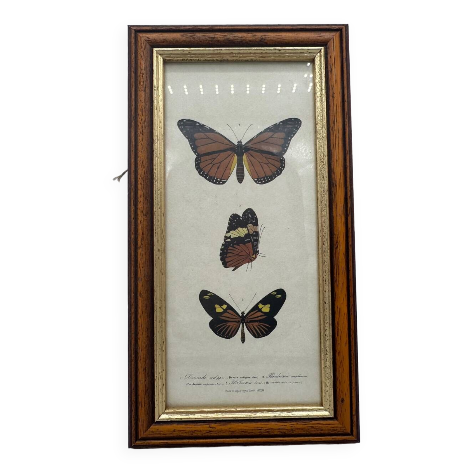 Butterflies lithograph frame