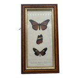Butterflies lithograph frame