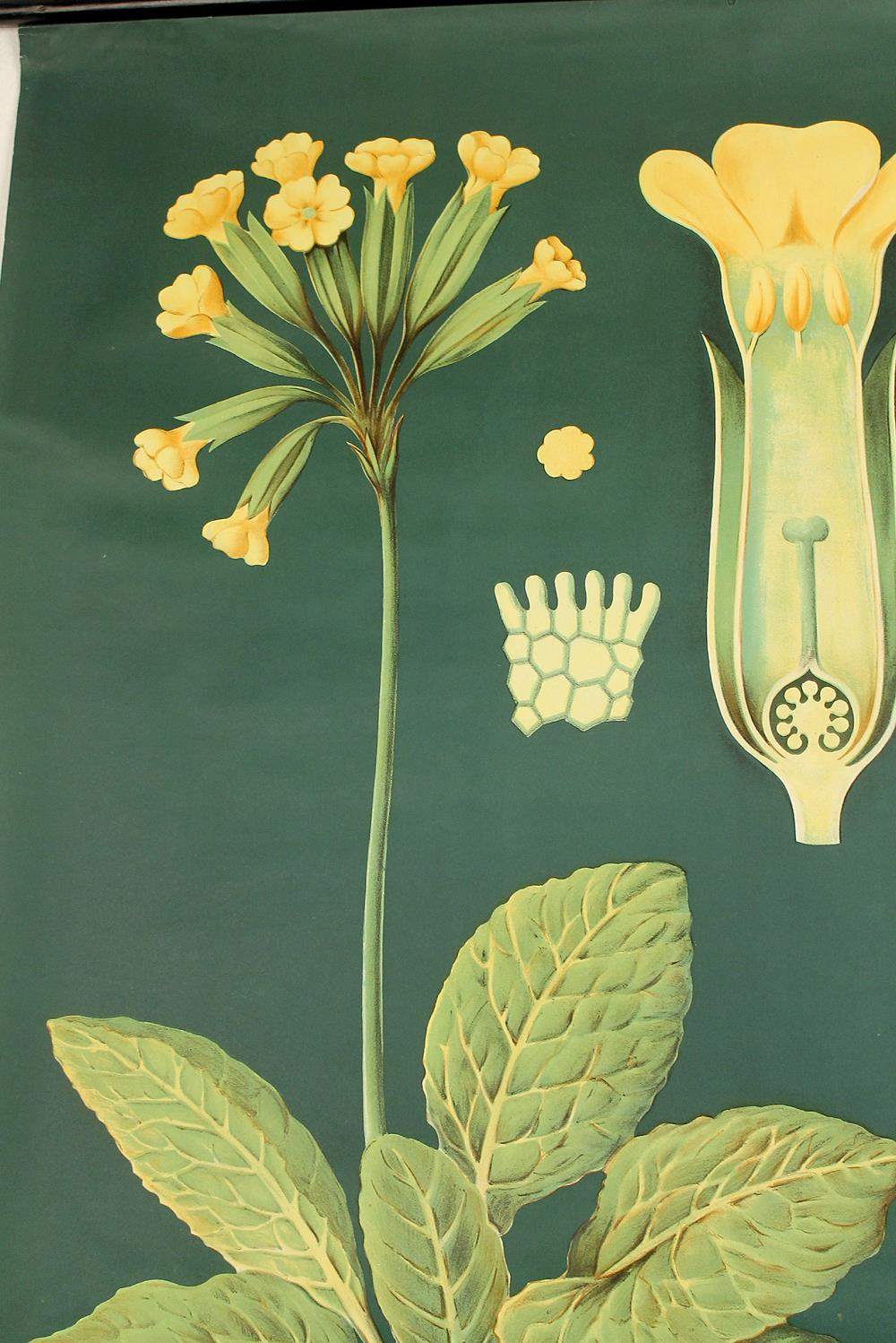 XXL vintage poster, primrose motif botanical flower, 60s