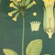 XXL vintage poster, primrose motif botanical flower, 60s