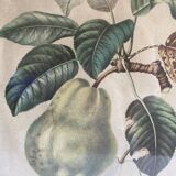 Lithograph, old botanical poster
