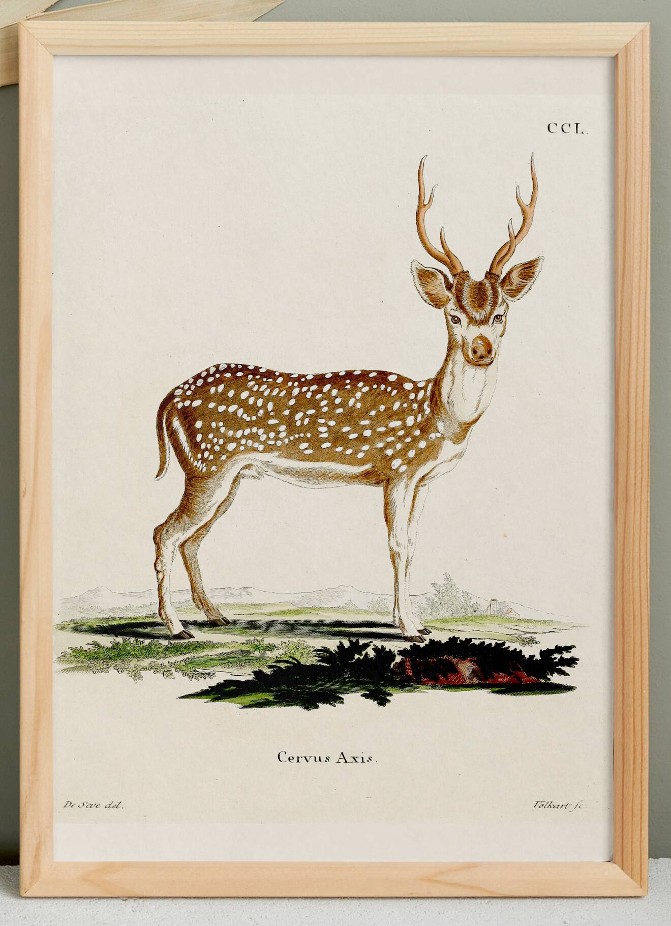 Poster about the axis deer, based on an old engraving from 1774.
