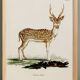 Poster about the axis deer, based on an old engraving from 1774.