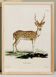 Affiche sur le cerf axis, d'après une gravure ancienne de 1774.