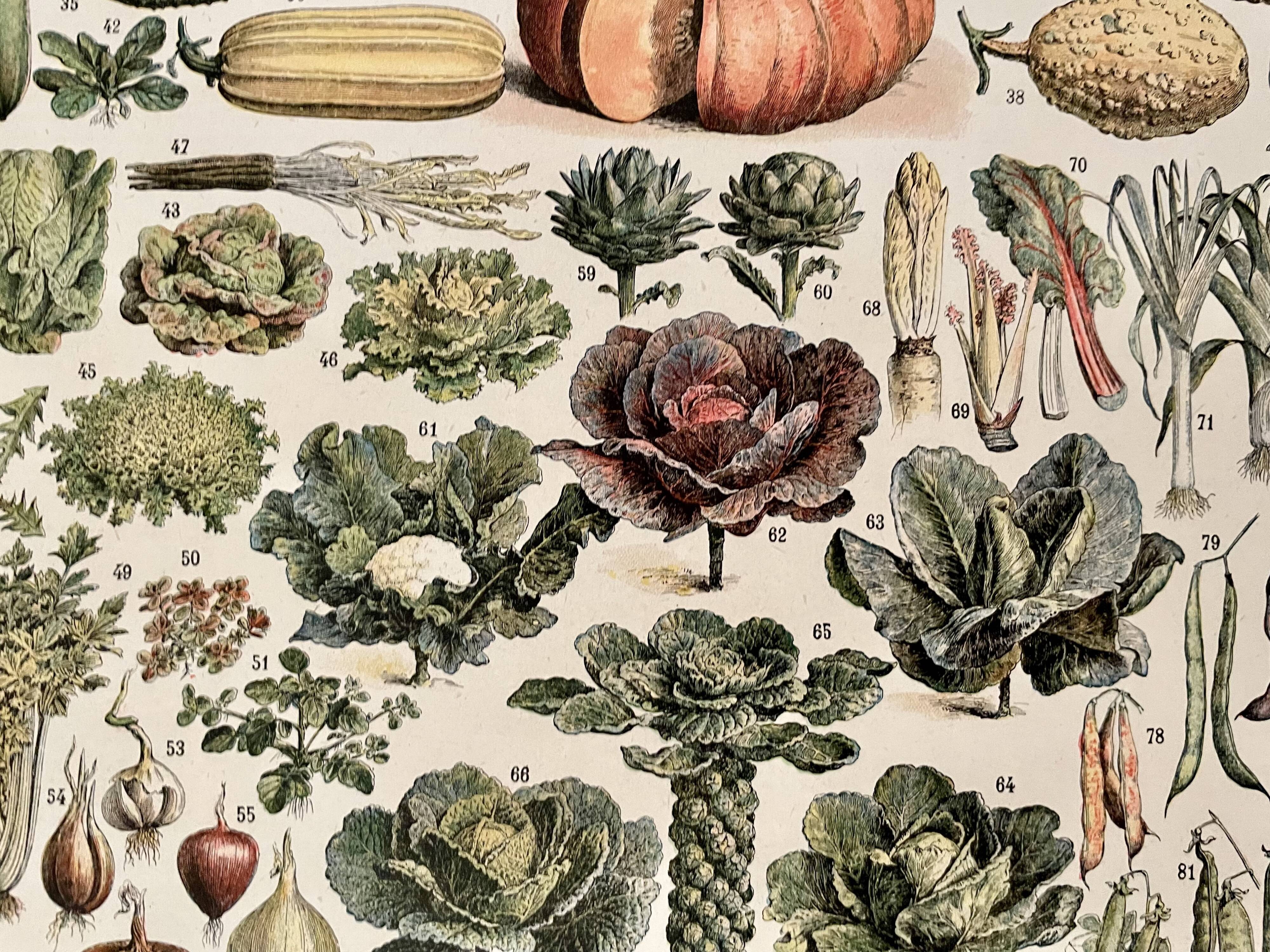 Lithographie sur les légumes et plantes potagères - 1920