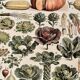 Lithographie sur les légumes et plantes potagères - 1920