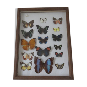 Frame, showcase, 15 80s taxidermy butterflies