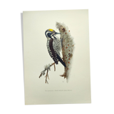 Old bird plate from the 1960s - Three-toed Woodpecker - Nature illustration