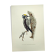Planche ancienne oiseaux Années 1960 - Pic Tridactyle - Illustration nature
